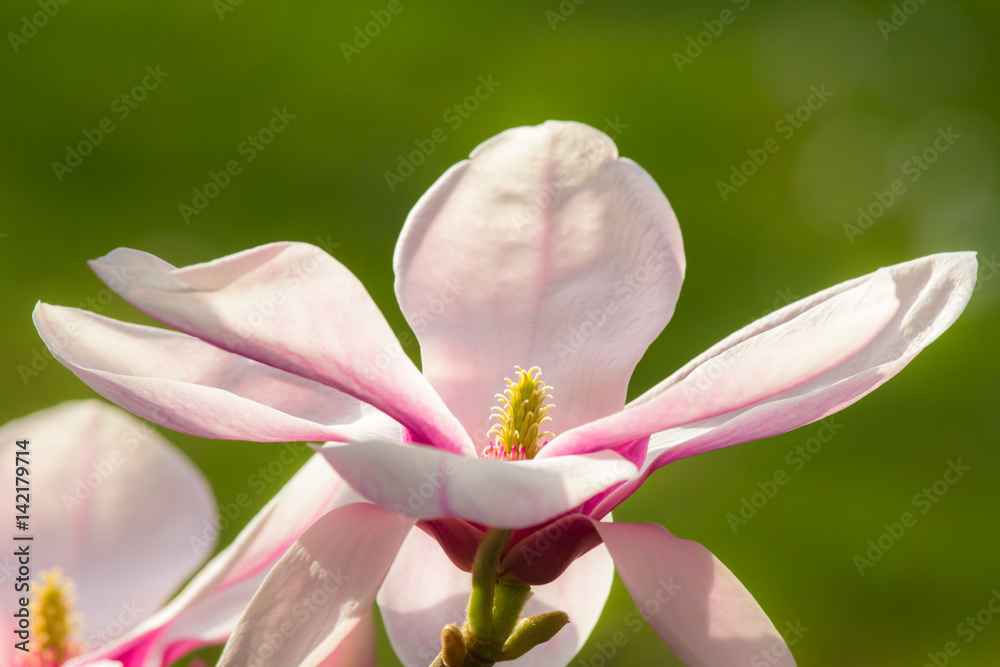 Wonderful magnolia flowers in blossom in spring