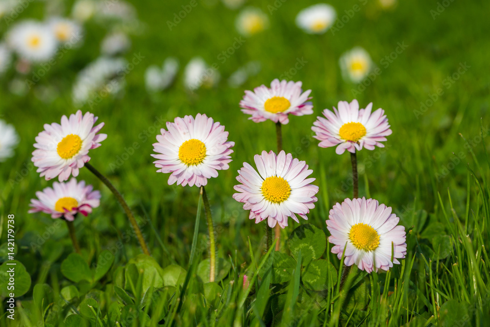 Common daisies (Bellis perennis) - spring flowers