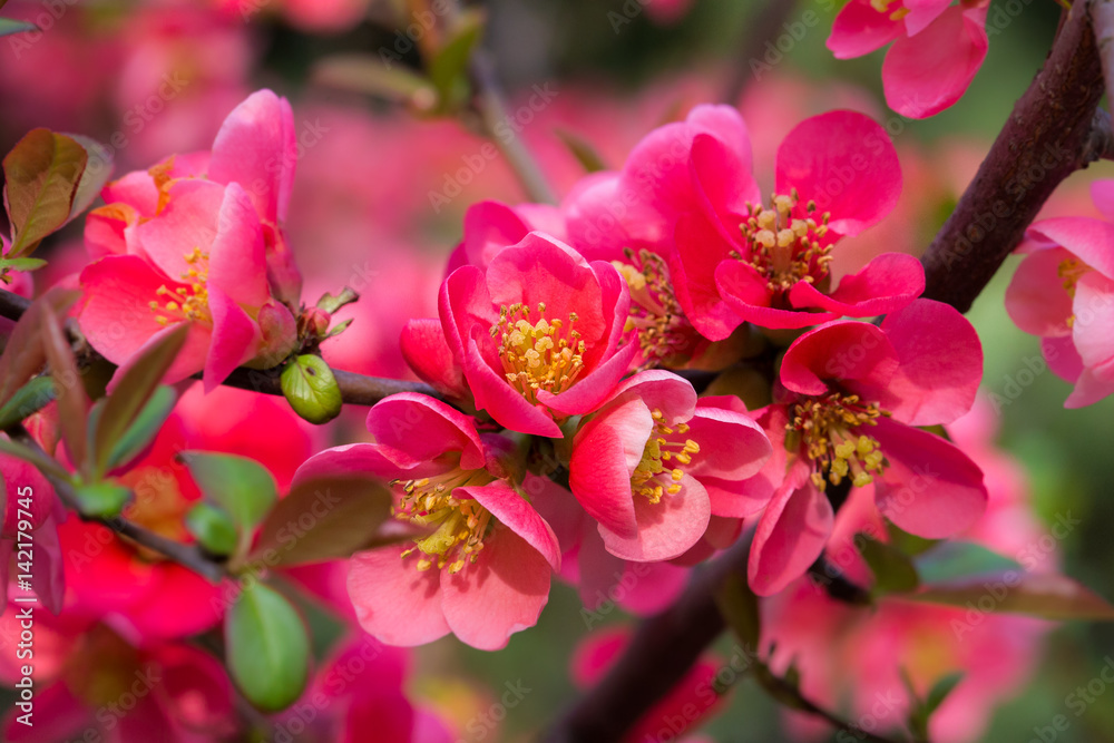 Japanese quince in blossom spring flowers
