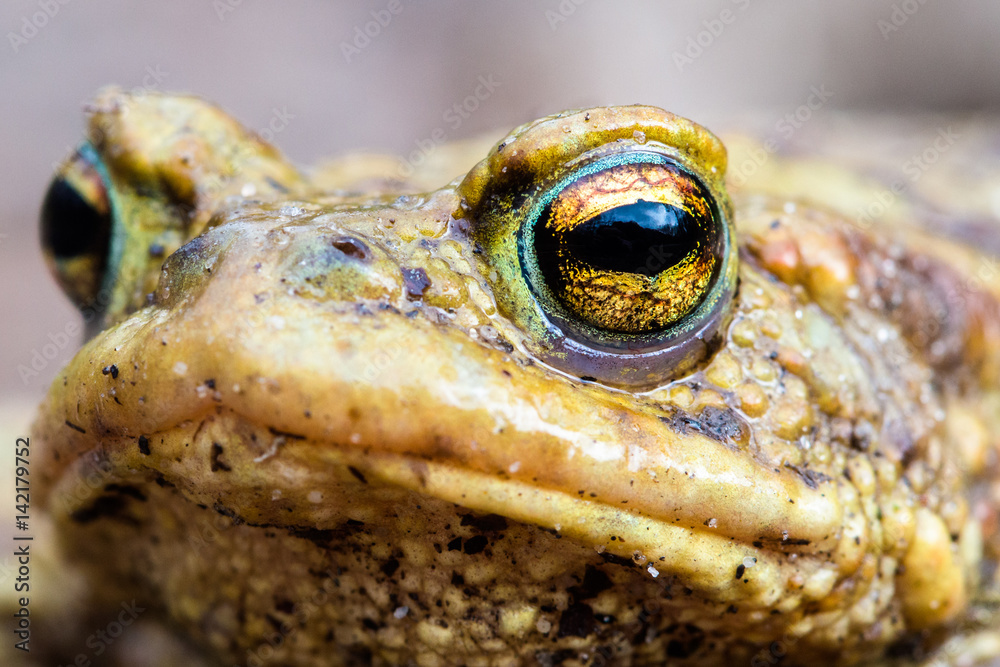Toad eye macro close up