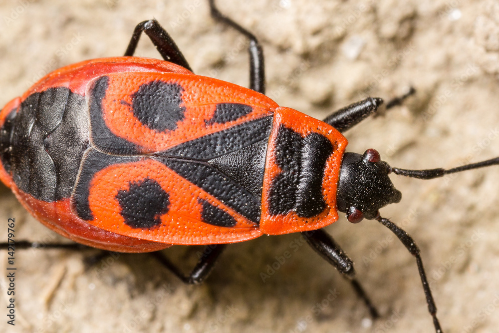 Firebug macro