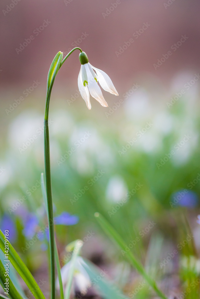snowdrops - first spring flowers