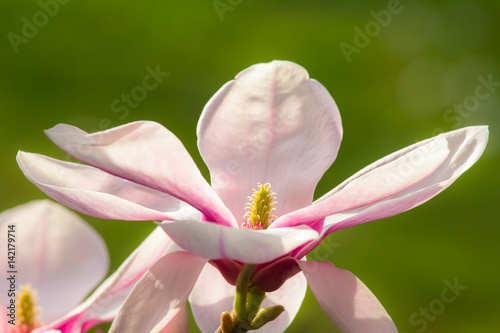 Obraz na płótnie Wonderful magnolia flowers in blossom in spring w salonie