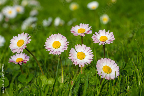 Obraz na płótnie Common daisies (Bellis perennis) - spring flowers w salonie