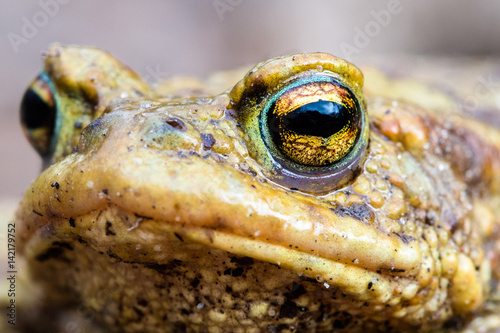 Obraz na płótnie Toad eye macro close up w salonie