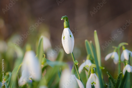 Snowdrops - first spring flowers