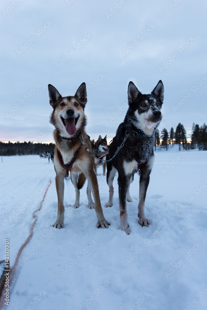 Chiens de traineau - Laponie - Finlande