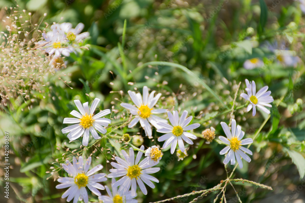 Flower Flower