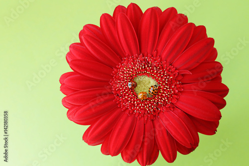 three  ladybugs on a bright red gerbera closeup On a light green background