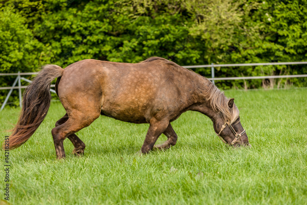 Pferd auf der Weide beim Weiden Pferd auf der Weide beim Weiden