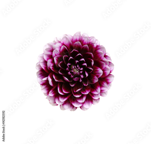  flower isolated on white