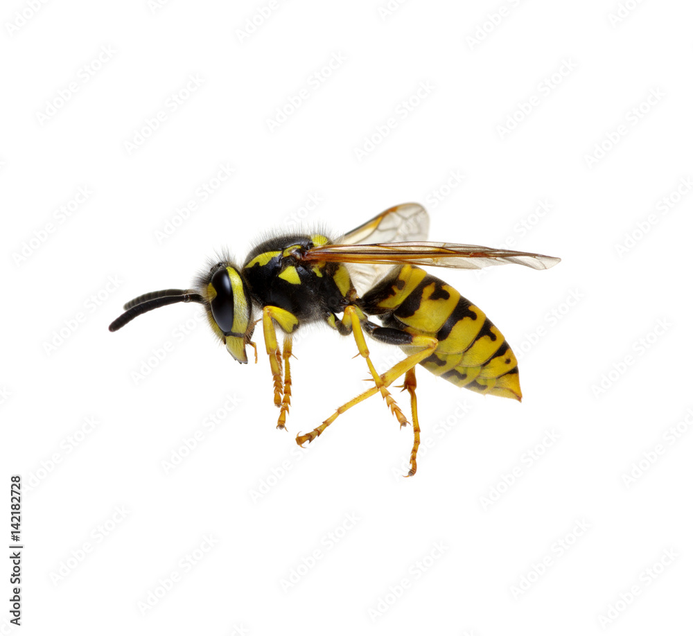 wasp isolated on white wasp isolated on white