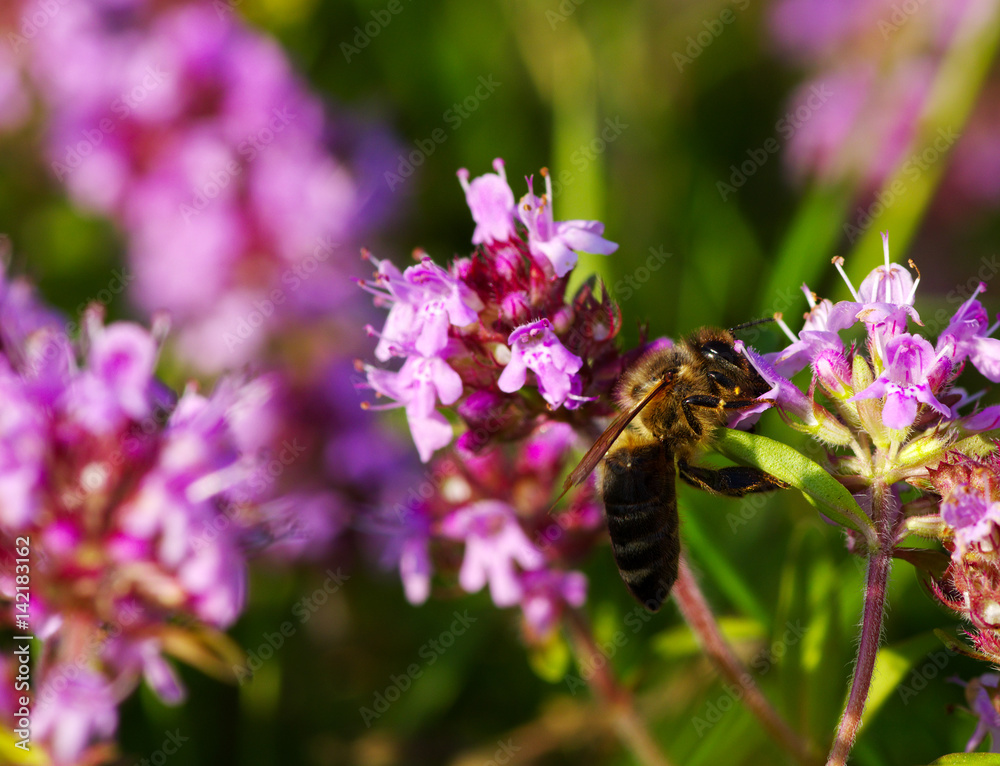 Bee on the flower