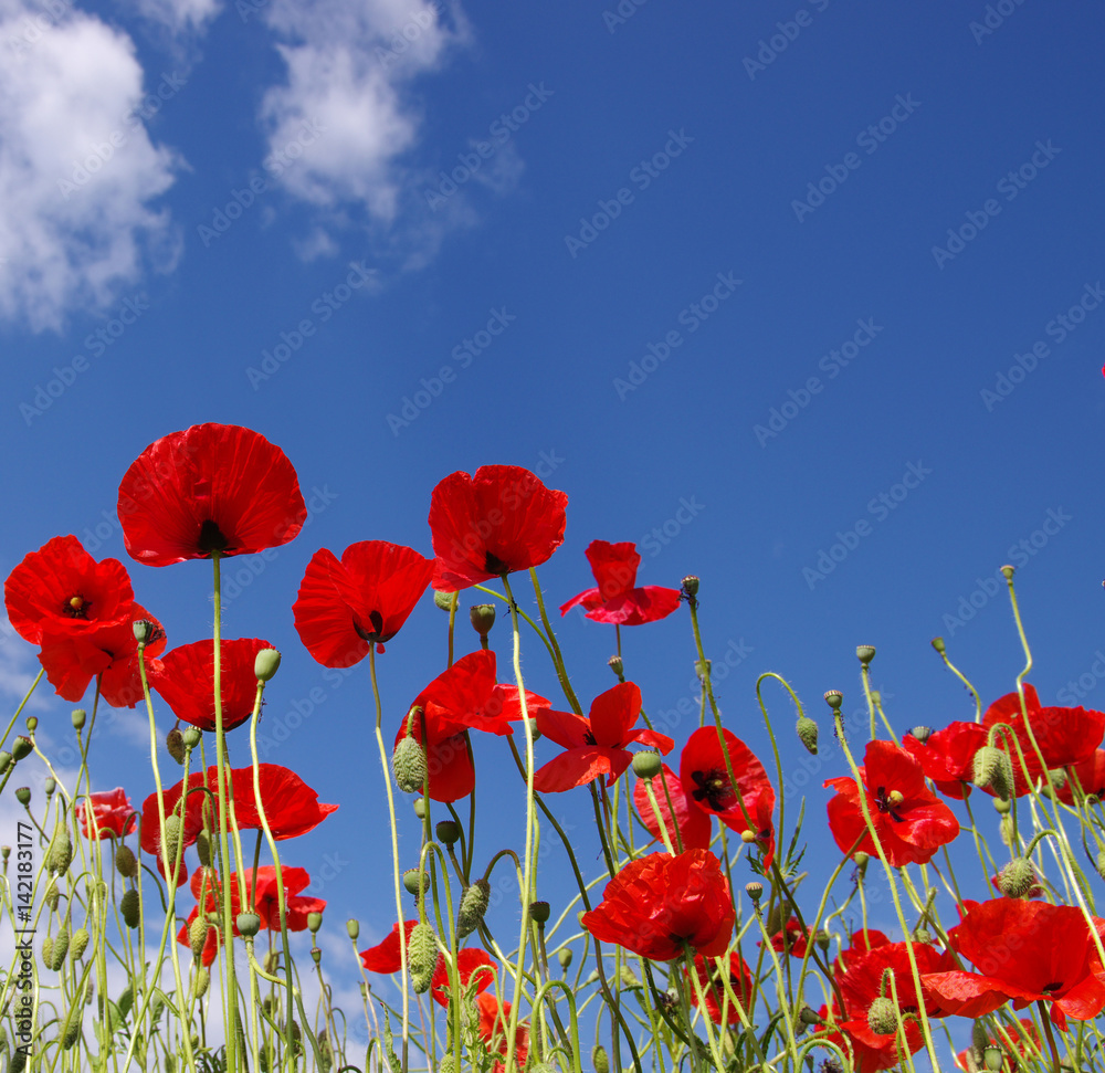 Obraz premium Red poppies on field