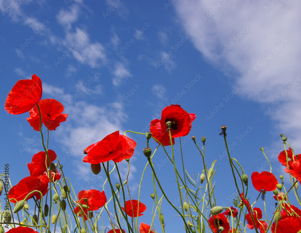 Obraz premium Czerwone maki na polu