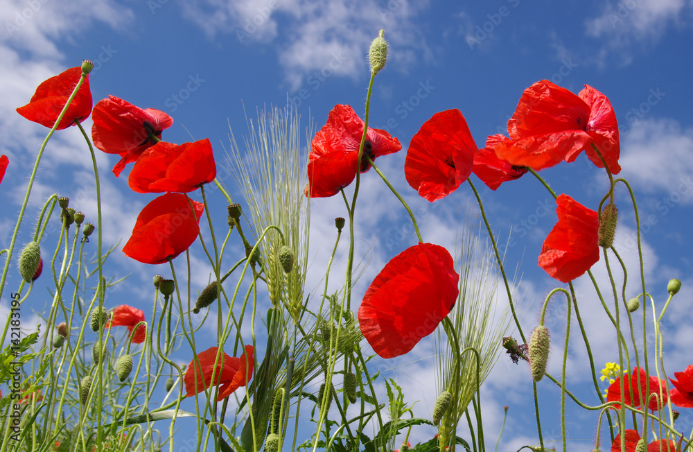 Obraz premium Red poppies on field