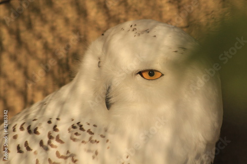 Snowy owl closed up with shadow