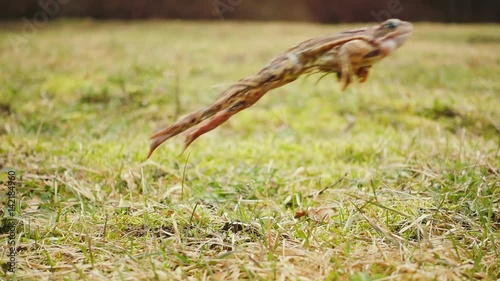 A frog jumping in the spring grass, slow motion

