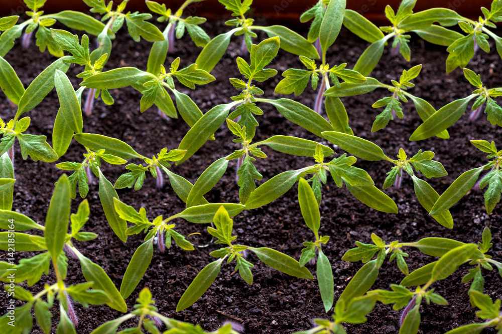 tomato seedlings growing in a greenhouse - selective focus, copy space tomato seedlings growing in a greenhouse - selective focus, copy space