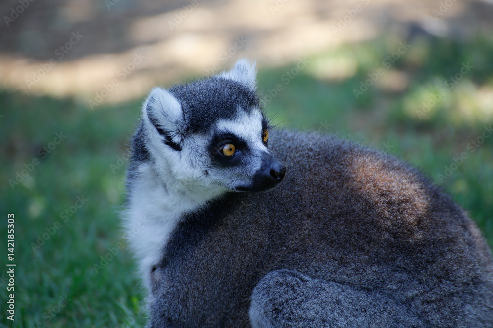 ワオキツネザル(Ring-tailed lemur)