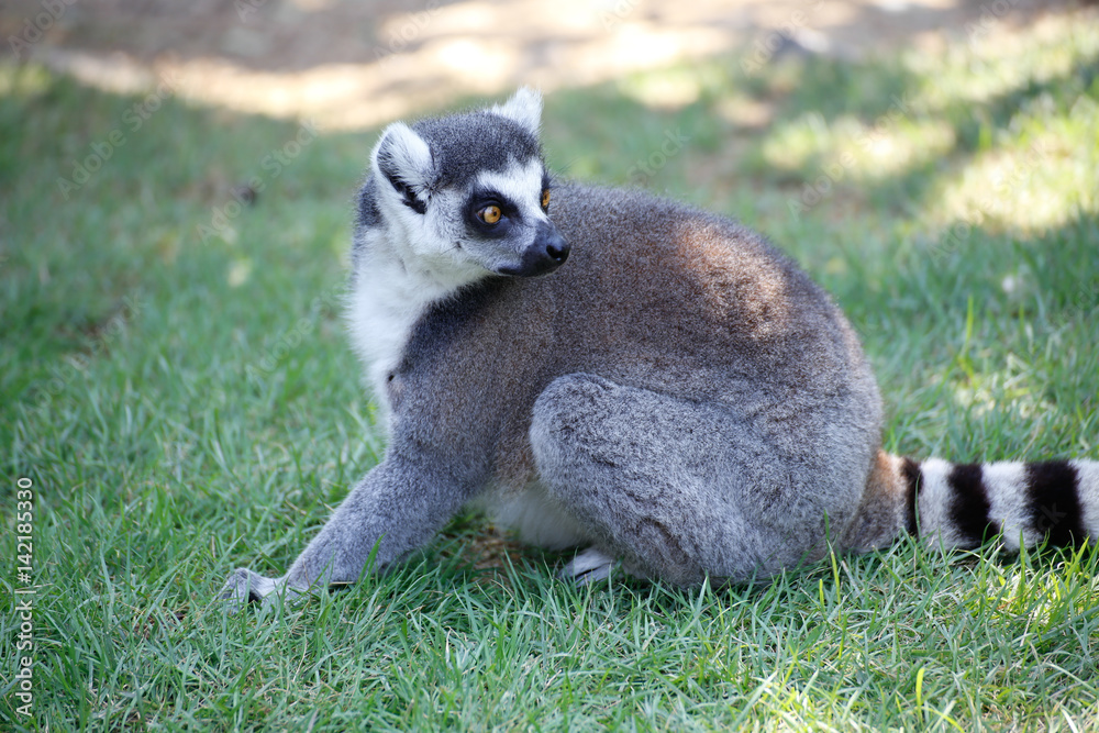 Fototapeta premium ワオキツネザル(Ring-tailed lemur)