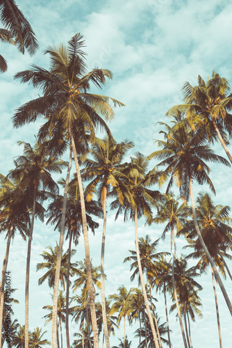 Coconut palm trees on tropical beach vintage nostalgic film color filter stylized and toned