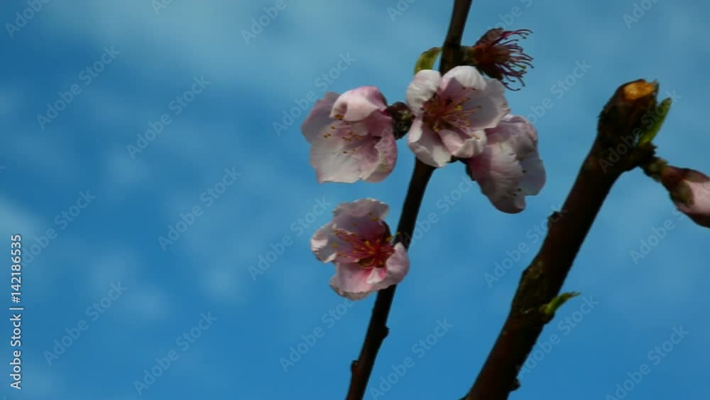 Peach colorful pink blossom highdefinition footage in FullHD