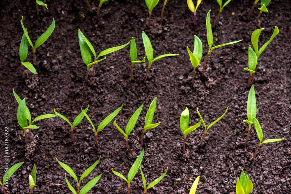 pepper seedlings growing in a greenhouse - selective focus, copy space pepper seedlings growing in a greenhouse - selective focus, copy space