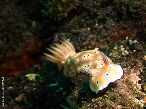 Nudibranch risbecia tryoni photo