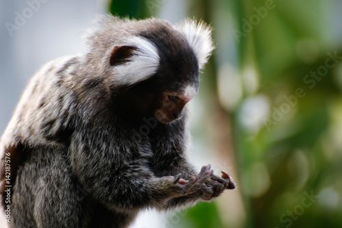 コモンマーモセット(common marmoset)