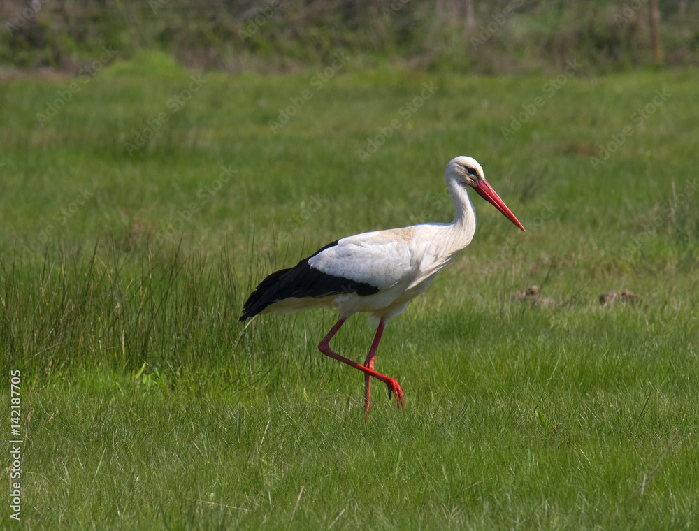Fototapeta premium White stork (Ciconia ciconia)