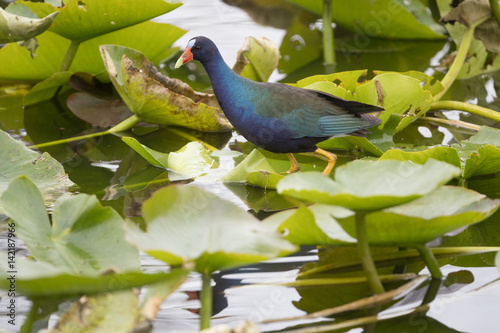American purple gallinule photo