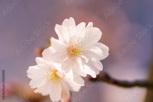 Springtime Blossom © Diana