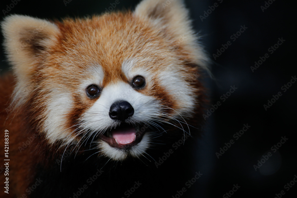 レッサーパンダ(Red Pand) レッサーパンダ(Red Pand)