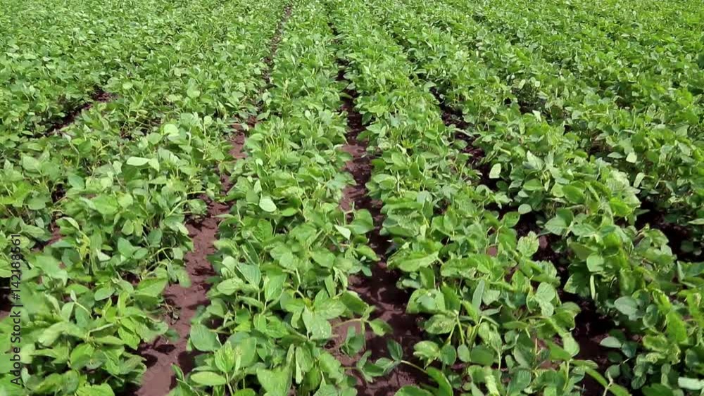 Soybean Field. The cultivation of soy. Agriculture Soybean Field. The cultivation of soy. Agriculture