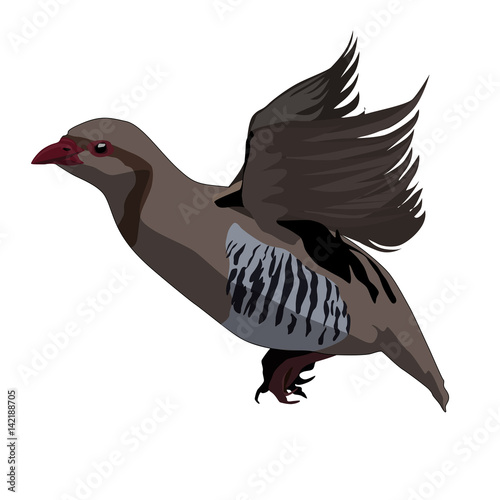 Kurdish Kaw Kev flying