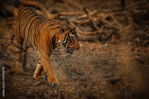 Tiger in a beautiful golden light in Ranthambhore National Park in India/animals in the nature habitat/indian wildlife and treasure/wild and nature