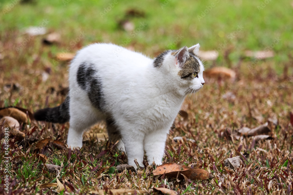 cat cat