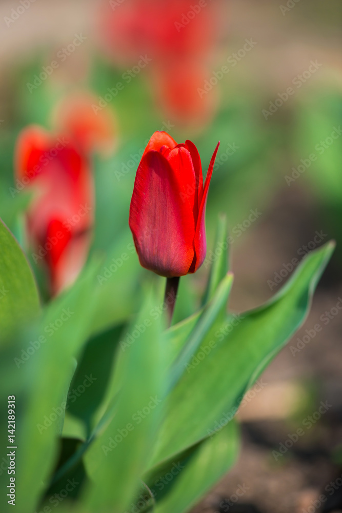 Red tulips in a spring garden - selective focus, copy space