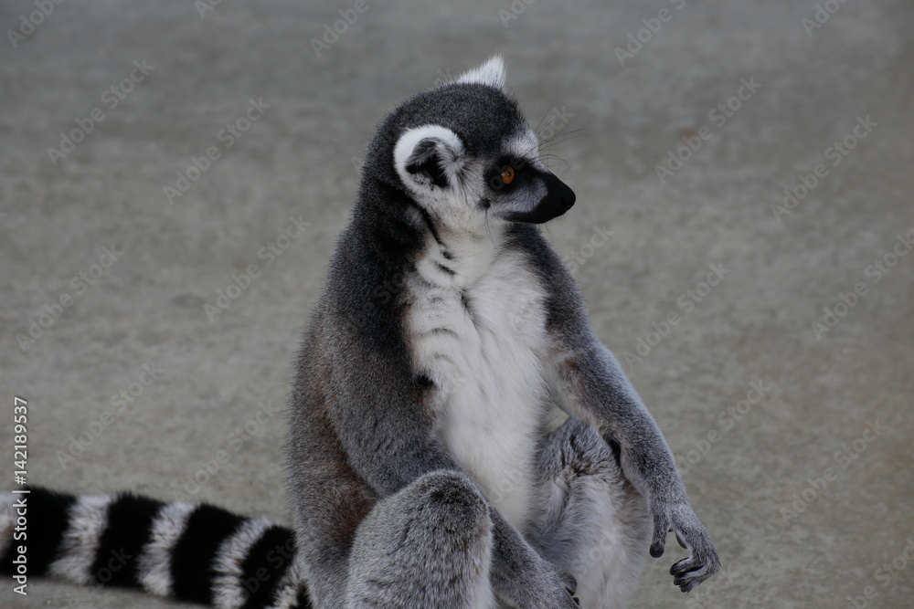 Obraz premium ワオキツネザル(Ring-tailed lemur)