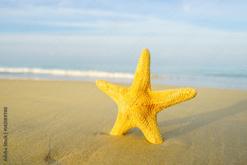 Starfish on the beach on a sunny day Starfish on the beach on a sunny day
