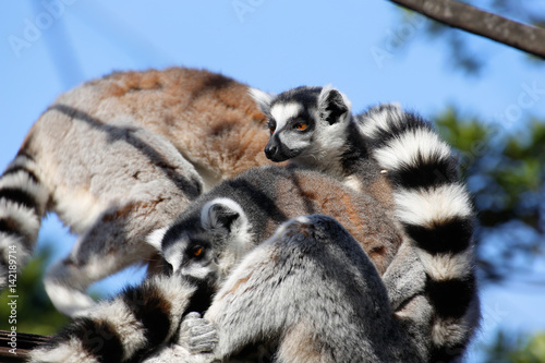 ワオキツネザル(Ring-tailed lemur)
