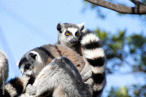 ワオキツネザル(Ring-tailed lemur) © lansa