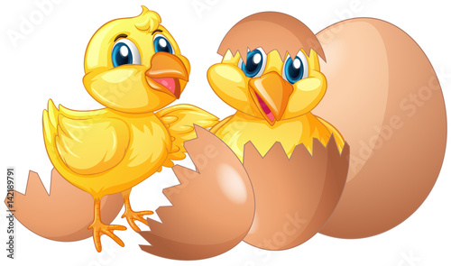 Fotografie, Obraz Two little chicks hatching eggs