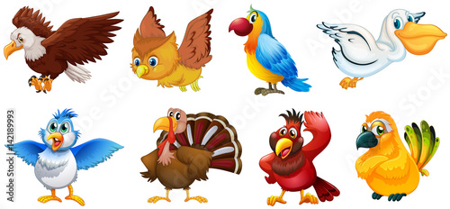 Different types of birds © GraphicsRF