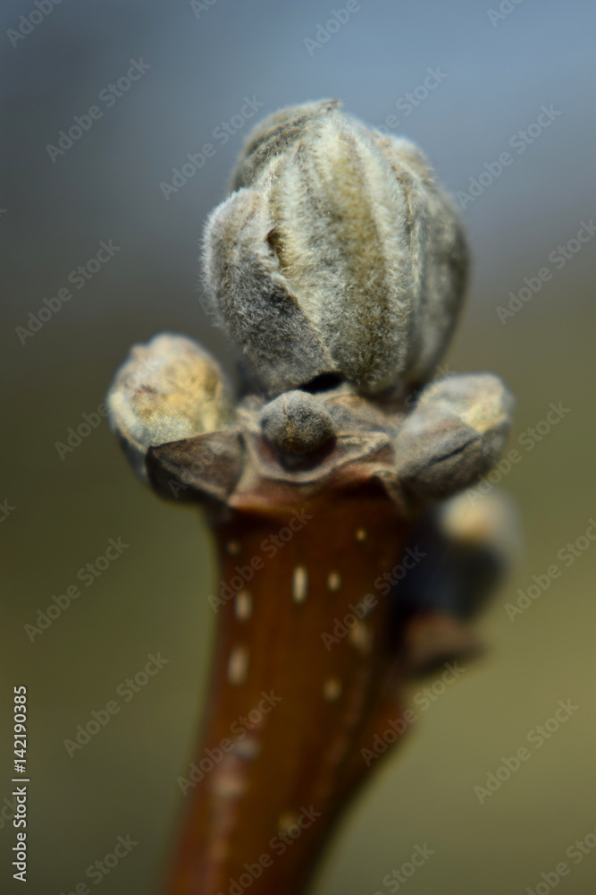 Obraz premium Spring. Bud. Walnut, juglans. Twig.