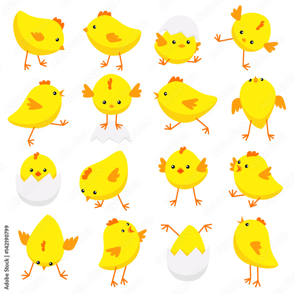 Eastern chicks in various poses isolated on white background