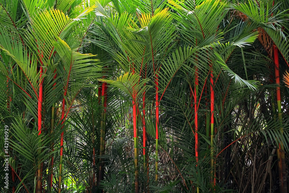 Naklejka premium Lipstick palm in Thailand