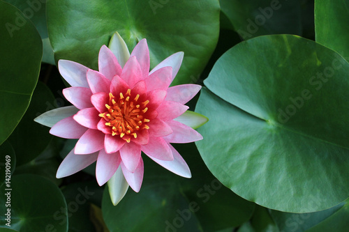 Pink lotus flower in tropical garden