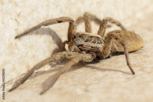 Grosse araignée venimeuse, Tarentule du Sud de la France.